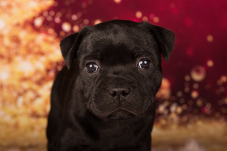 Staffordshire Bull Terrier dog puppy on red background.の写真素材