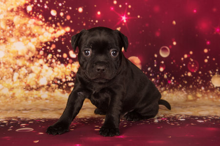 American Staffordshire Bull Terrier dog puppy on red background.の写真素材