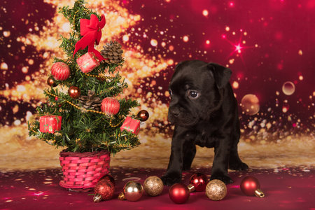 American Staffordshire Bull Terrier dog puppy on red background.の写真素材