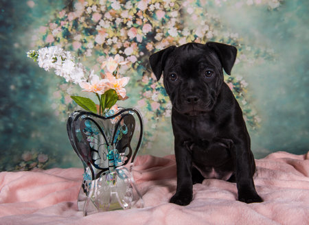 Cute American Pit Bull Terrier puppy with flowers on a spring background.の写真素材