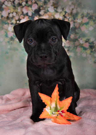 Cute American Pit Bull Terrier puppy with flowers on a spring background.の写真素材