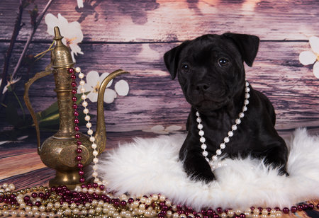 Cute American Pit Bull Terrier puppy with beads on a spring background.の写真素材