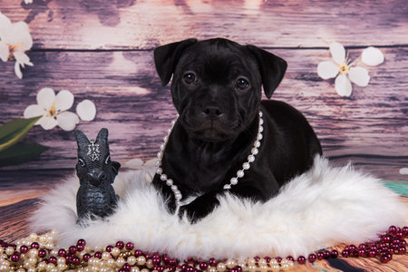 Cute American Pit Bull Terrier puppy with beads on a background.の写真素材
