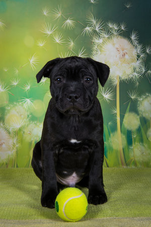 Cute dog and tennis ball. Concept of care, education, obedience training and raising petsの写真素材