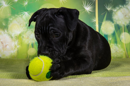 Cute dog and tennis ball.の写真素材