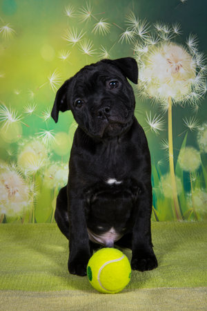 Cute dog and tennis ball. Concept of care, education, obedience training and raising petsの写真素材