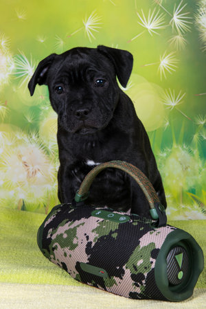Black male American Staffordshire Bull Terrier dog puppy with softbox on green backgroundの写真素材