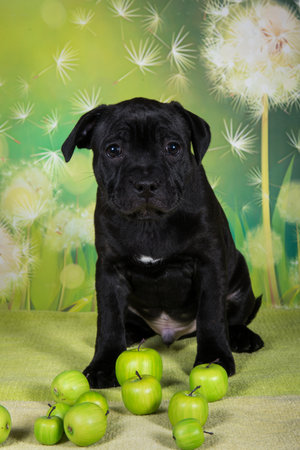 Puppy with apples. Apples in a puppy's dietの写真素材