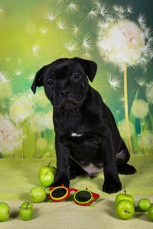 Black American Staffordshire Bull Terrier dog puppy with apples.の写真素材