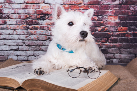 Two funny dogs with pumpkins. Happy Black pugs on Halloween in studio.の写真素材