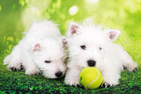 Two West Highland White Terrier dogs puppies with tennis ball on green grass background.の写真素材