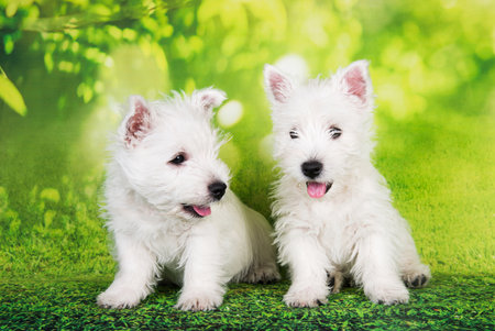 Two West Highland White Terrier dogs puppies with on green grass background.の写真素材