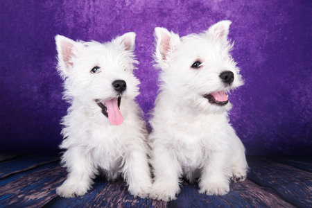 Two West Highland White Terrier dogs puppies on purple background.の写真素材
