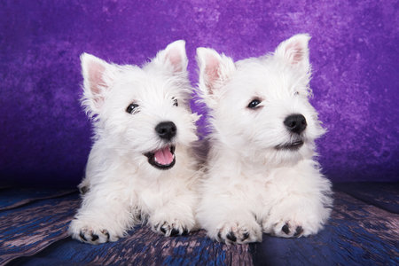 Two West Highland White Terrier dogs puppies on purple background.の写真素材