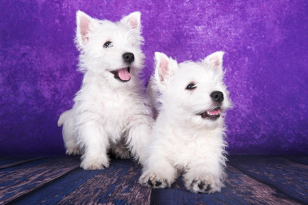 Two West Highland White Terrier puppies on purple background.の写真素材