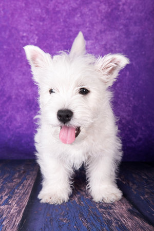 West Highland White Terrier puppy on a purple background in studio.の写真素材