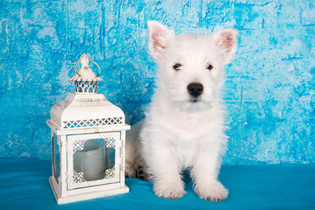 West Highland White Terrier dog puppy with lantern on blue background.の写真素材