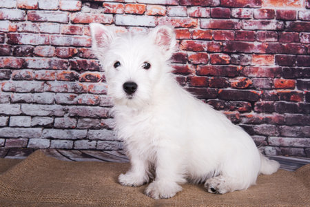 West Highland White Terrier dog puppy on brick wall background.の写真素材