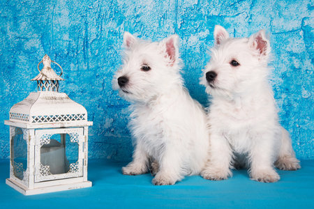 Two West Highland White Terrier dogs puppies with lantern on blue background.の写真素材
