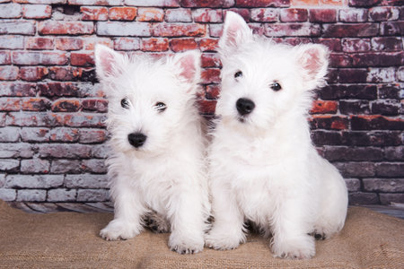 Two West Highland White Terrier dogs puppies with brick wall background.の写真素材