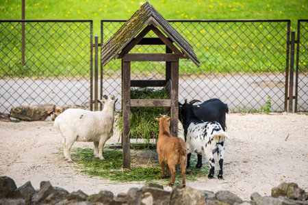 Feeding animals on the farm. Adult goats and little kids eat hay from the feeder. Horned animals in agricultureの写真素材