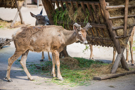 Deer eat hay from the feeder in the zoo.の写真素材