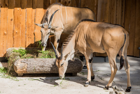 Antelopes eat from the feeder in the zoo.の写真素材