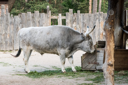 Gray cattle with big horns, eating hay on a small farm, grazing.の写真素材