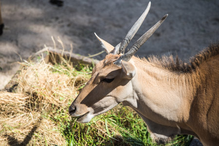 Antelopes eat hay from the feeder in the zoo.の写真素材