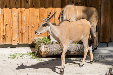 Antelopes eat hay from the feeder in the zoo.の写真素材