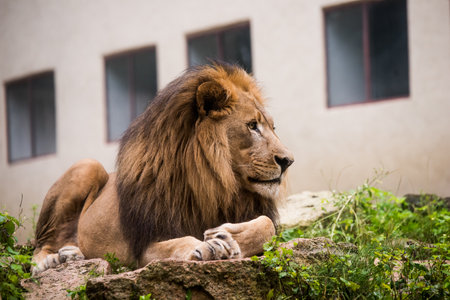 Male lion resting full body facing forward.の写真素材