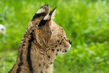 Serval Leptailurus serval African wild cat.の写真素材
