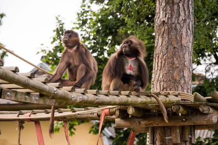 Gelada baboon Theropithecus gelada, commonly known as the bleeding-heart monkey. Female and male.の写真素材