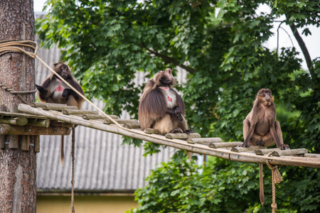 Gelada baboon Theropithecus gelada, commonly known as the bleeding-heart monkey. Female and male.の写真素材