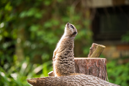 Slender tailed Meerkat close up.の写真素材