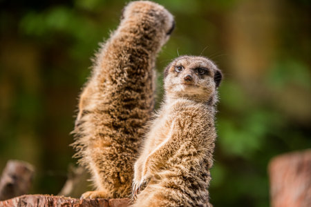 Slender tailed Meerkat close up.