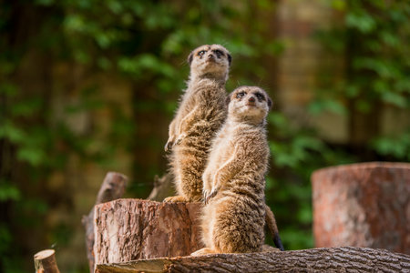 Slender tailed Meerkat close up.