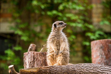 Slender tailed Meerkat close up.の写真素材