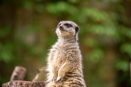 Slender tailed Meerkat close up.の写真素材