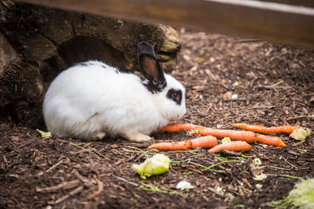 White rabbit eating carrots outside.の写真素材
