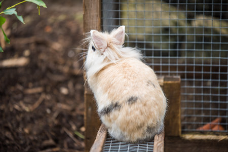 Cute little rabbit back view. Adorable pet.の写真素材