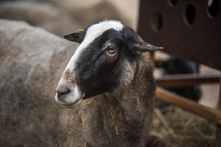 Portrait of the Zwartbles sheep, a breed of domestic sheep from Friesland Netherlands.の写真素材