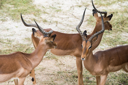 Antelopes eat hay from the feeder in the zoo.の写真素材