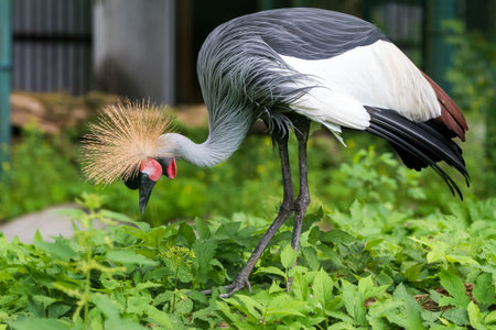 African grey crowned crane.の写真素材