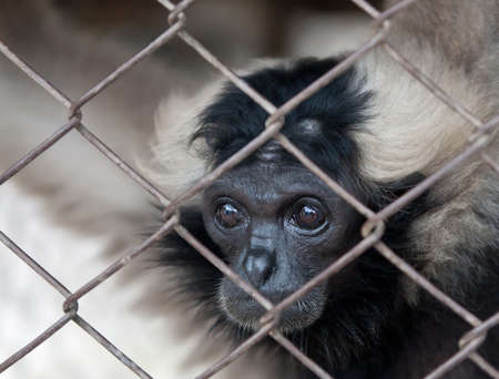 Monkeyの写真素材