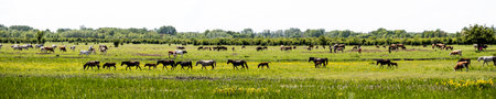 Herd of horses grazing in a green meadow in springtimeの写真素材
