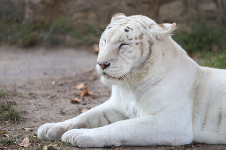 White Tiger (Panthera tigris altaica)の写真素材