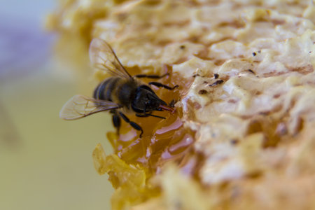 Close up view of the working bee on honeycomb with sweet honey.