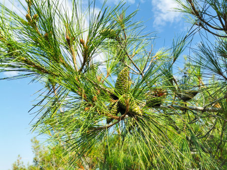 Pine tree branches with cones and green needles against the blue sky