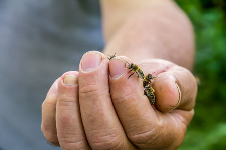 Close-up of a bee on the hand of a man.